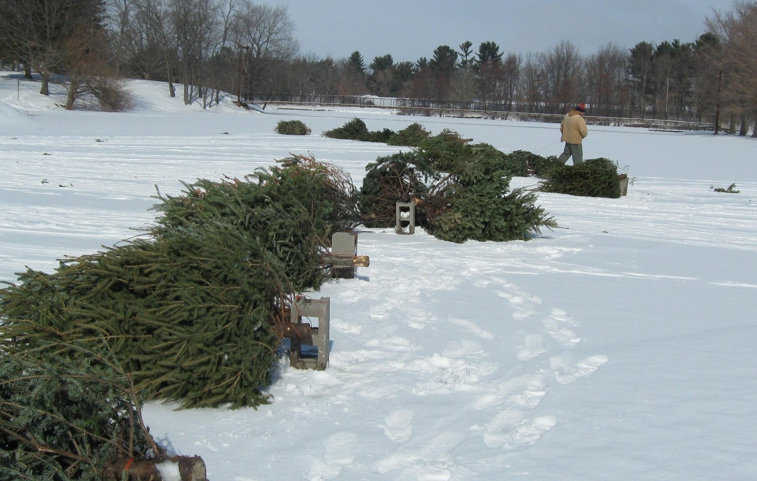 Champaign County Forest Preserve District will take your tree