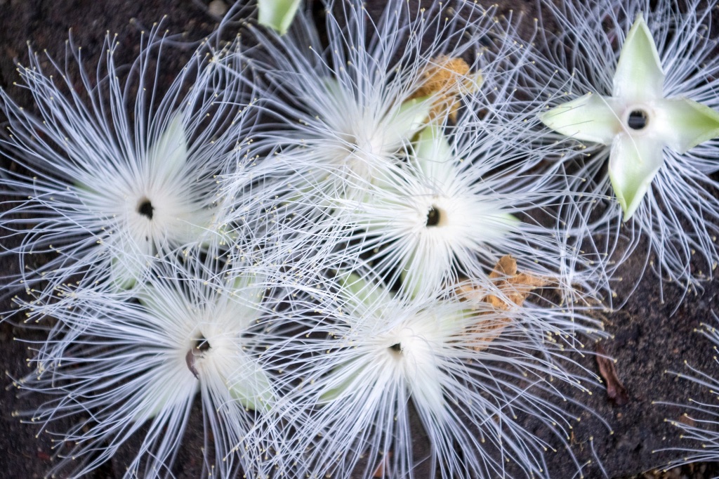 A close up shot of a four pointed plant with wispy ends. 