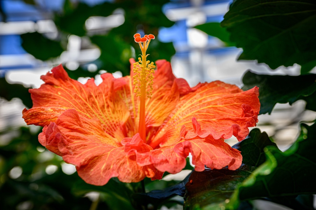 A bring orange hibiscus flower set against a green background of green leaves. The flower has orange petals.