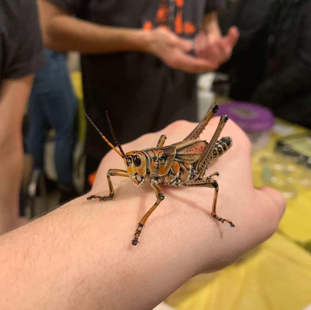 A white hand holds a giant green and orange grasshopper.