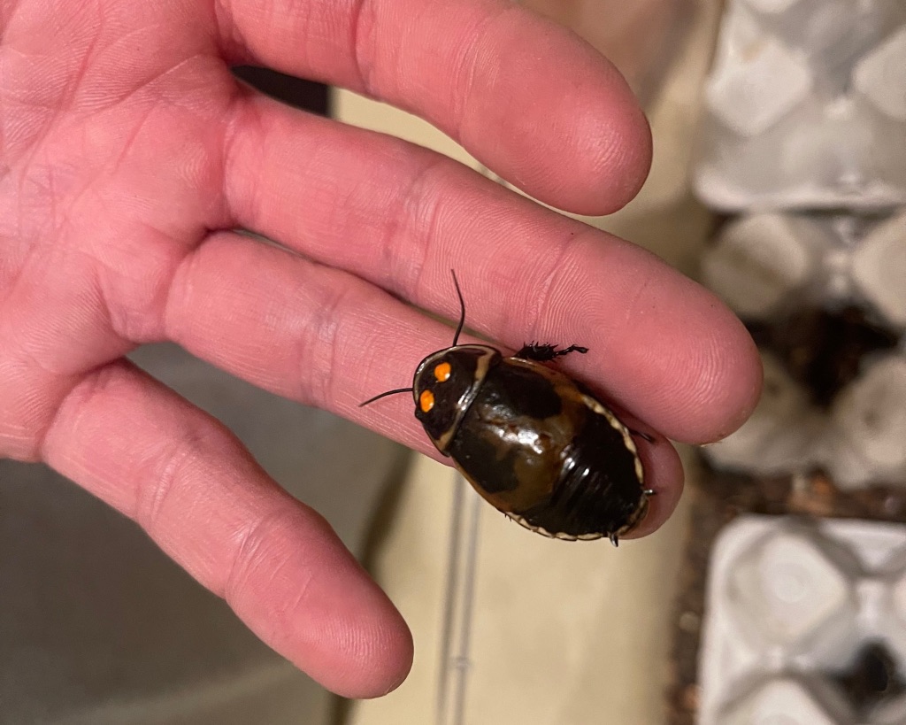 A white hand holds a giant brown beetle on their ring finger. it has two orange spots near the top of its head.