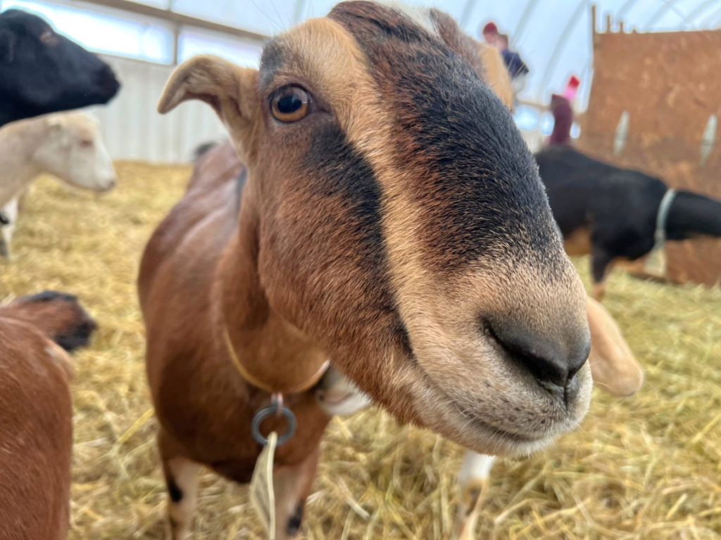 A close up of a female goat at Prairie Fruits Farm & Creamery.