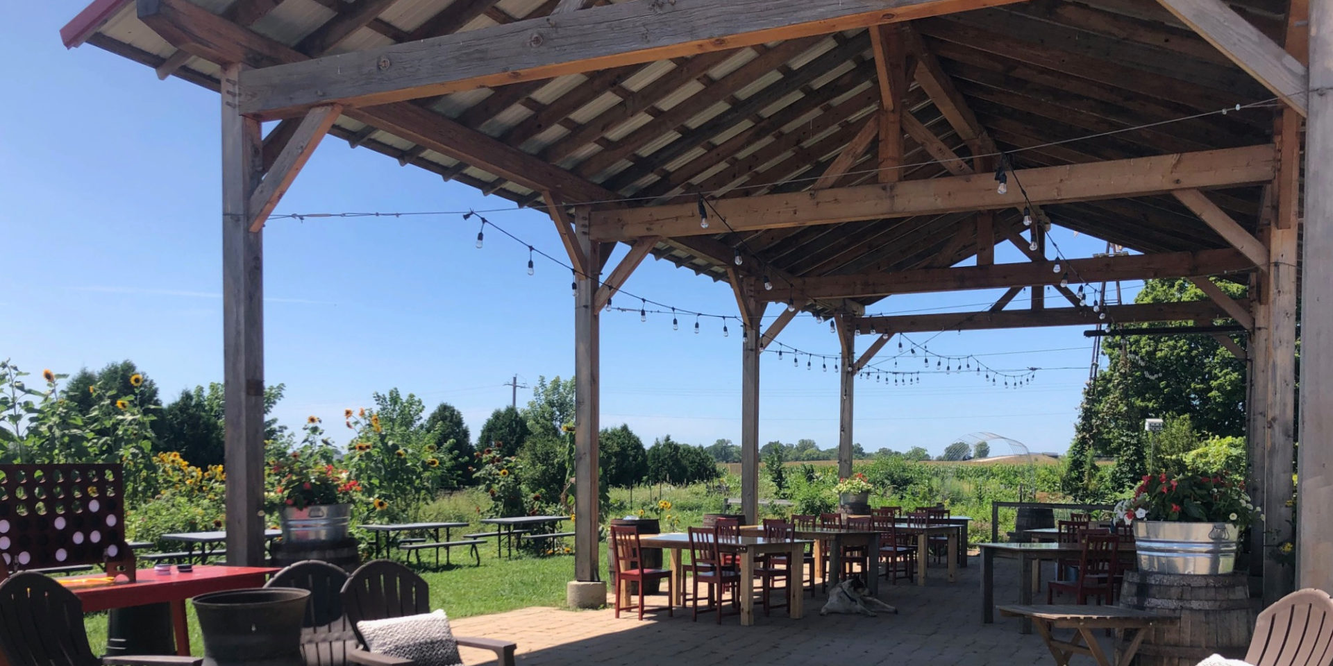 Prairie Fruits Farm in the summer with blooming sunflowers and outdoor dining set up under a covered patio on a blue skied day.