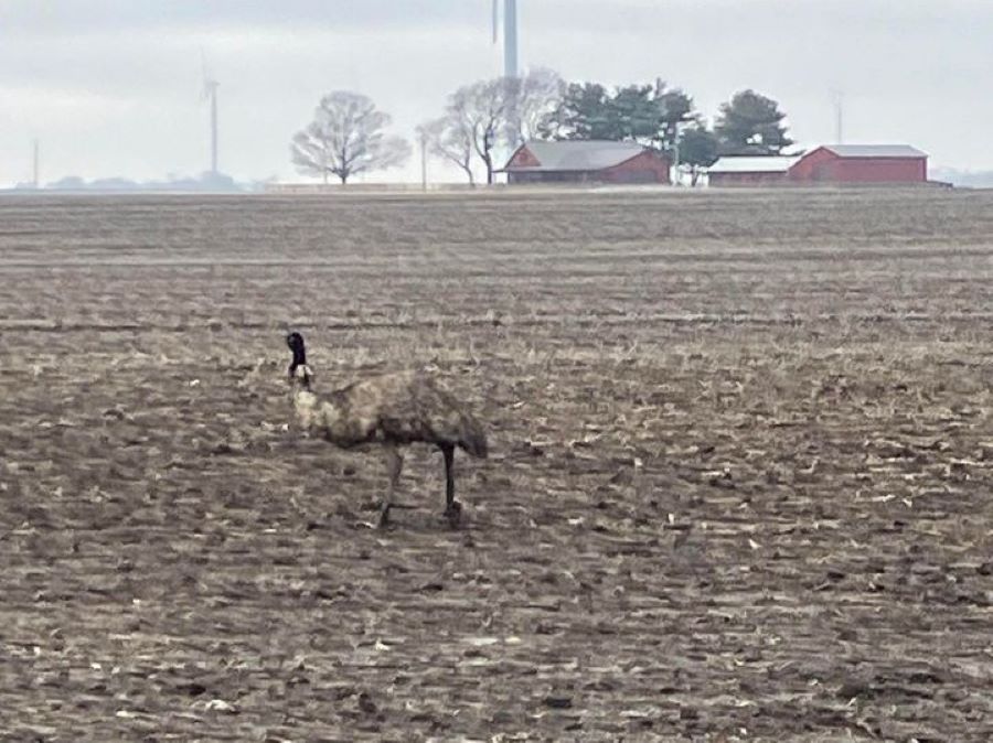 An emu in the middle of a large, barren field.