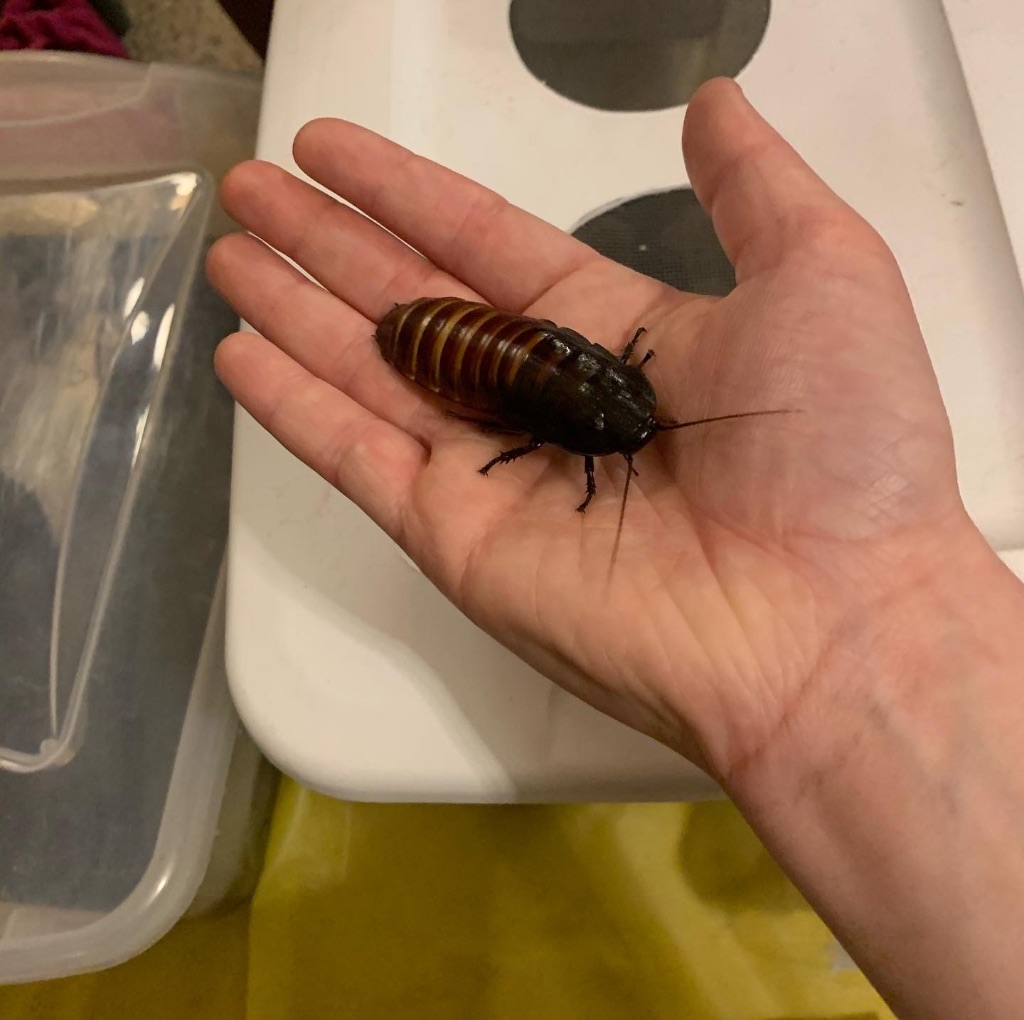 A white hand holds a giant brown cockroach