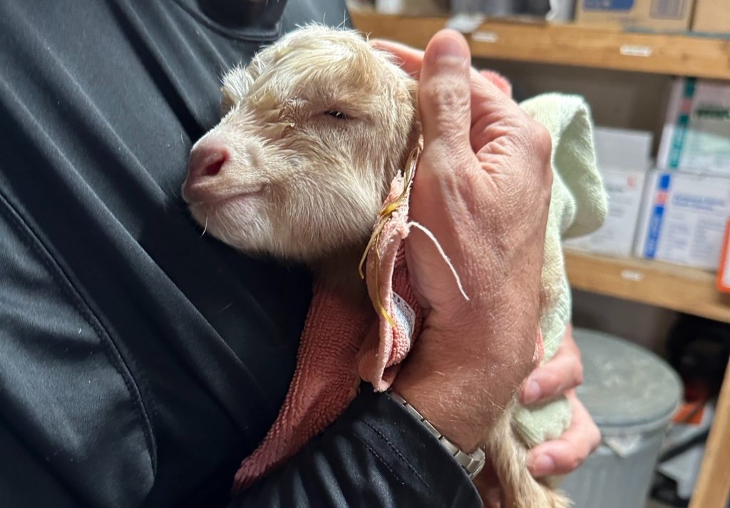 Close up of a person holding a baby goat, wrapped in a towel.