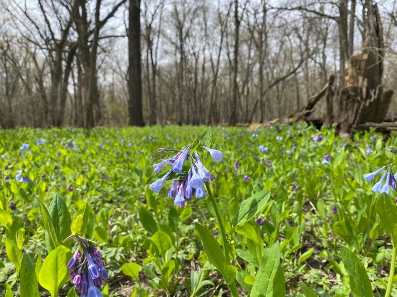 A field of green plants with a few bluebell blooms.