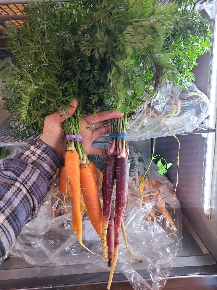 A white hand with a blue flannel sleeved shirt holds two bunches of carrots: one bunch of orange and one of purple, with stems and leaves inside a cooler.