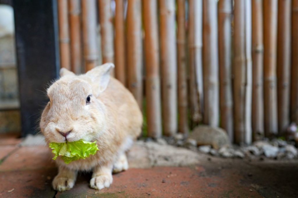 A light brown bunny with a green lettuce leaf in its mouth.