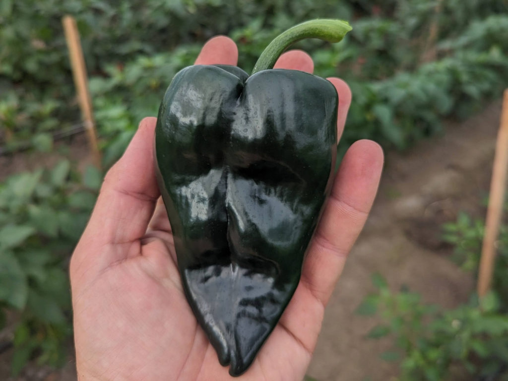 A white hand holds a ripe green pepper inside a greenhouse for 2024 CSA.