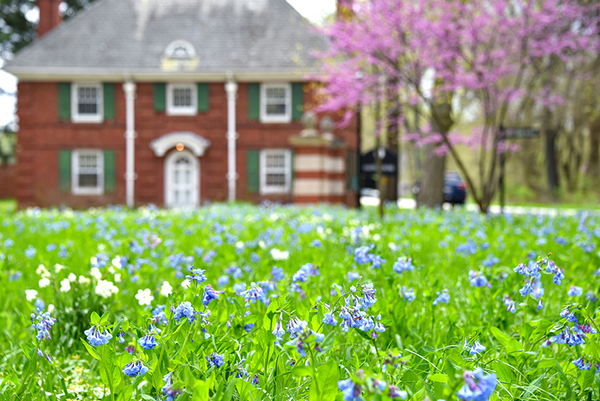 a field of bluebells with a brick building in the background