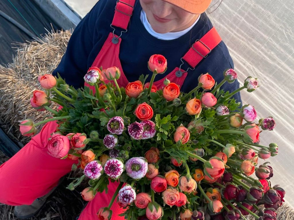 A white woman in a orange baseball hat, dark blue long sleeve shirt with red overalls holds armfulss of orange, pink, and purple flowers.  