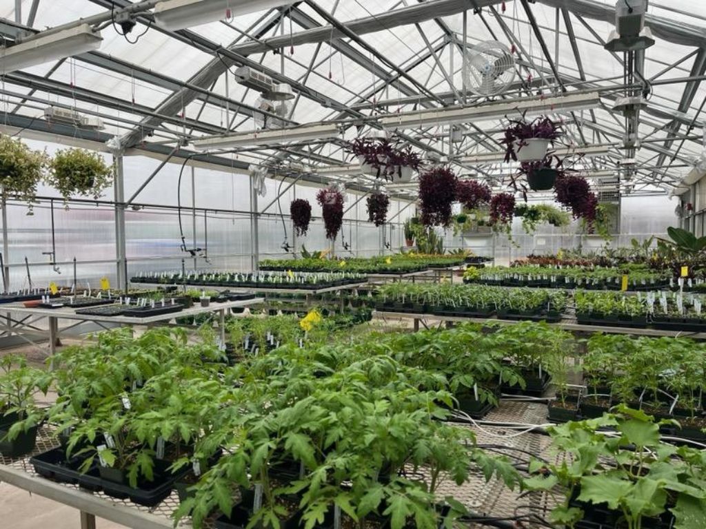A greenhouse is full of green leafy plants. 