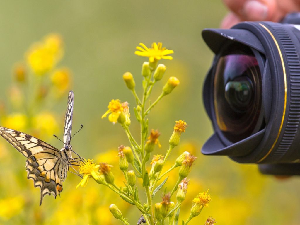 A camera lens is very close to a yellow and black butterfly on a cluster of tiny yellow flowers, the background is blurry shades of green. 