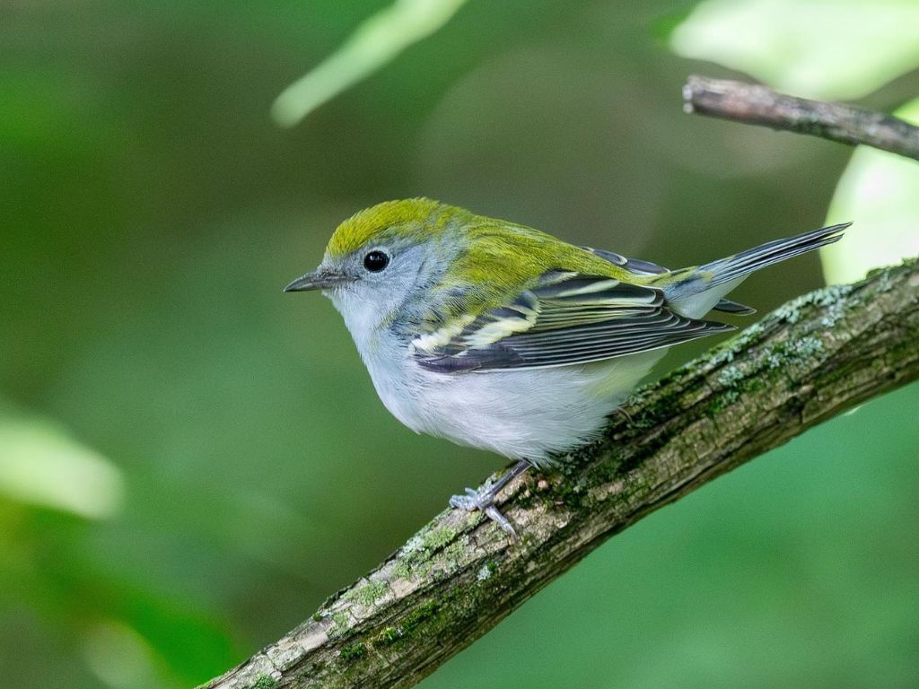 A small bird sits on a branch. It has a yellow head and back, white neck and belly and white and black wings. The background is blurry green leaves.