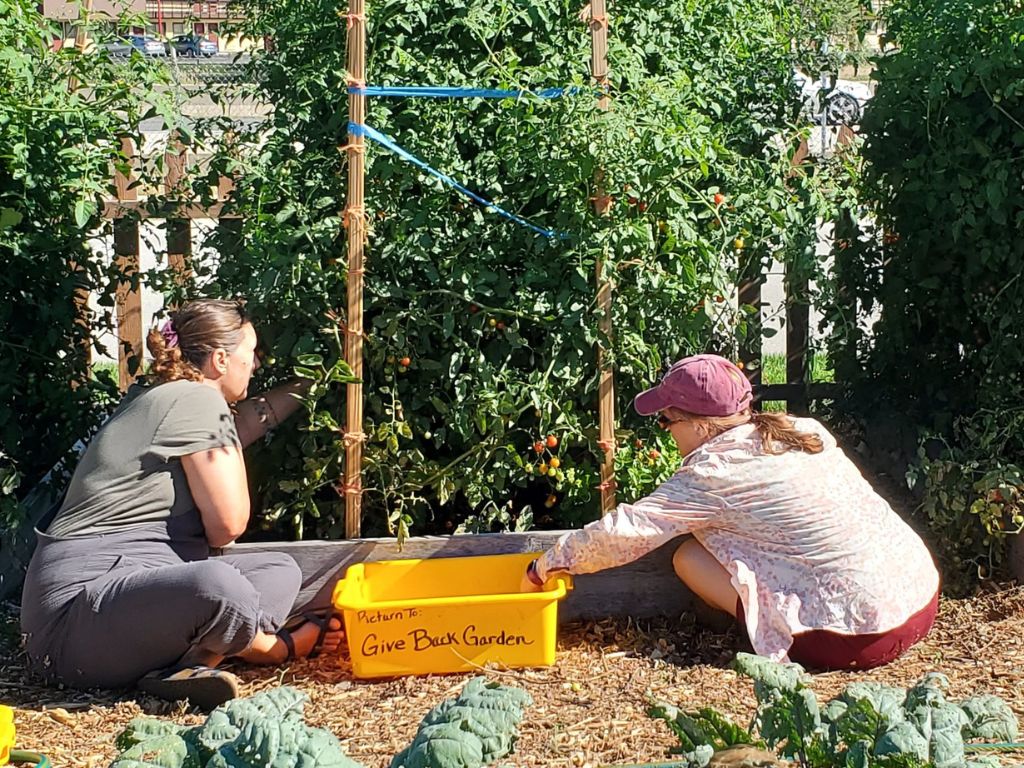 Two woman are sitting on the ground in front of a wall of very tall tomato plants. They are harvesting tomatoes and putting them into a yellow box that says Give Back Garden on it. 