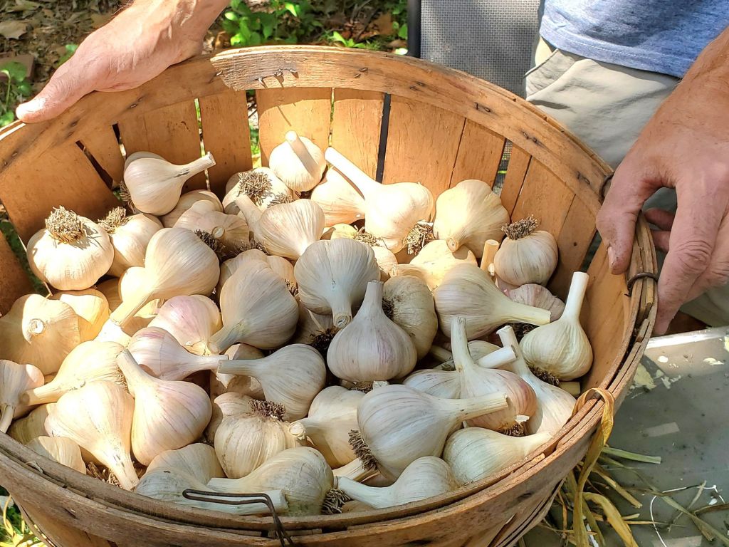 White hands hold a basket full of white garlic with pink streaks. The sun is shining on them. 