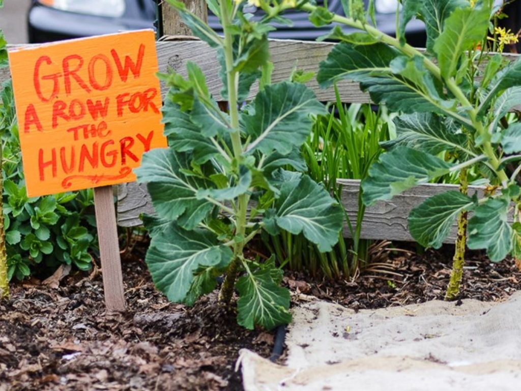 A close up of plants growing in the ground with an orange sign with red letters that say "Grow a row for the hungry"