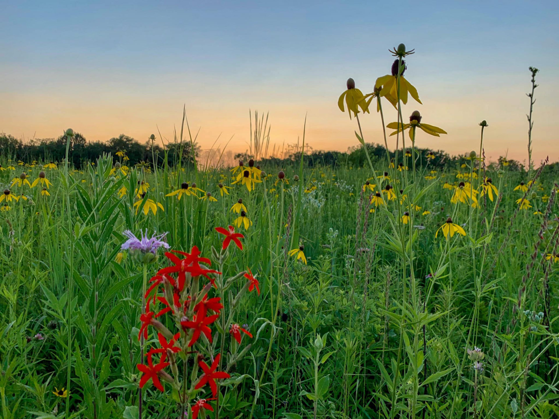 View of a prairie in the spring at sunset or sunrise. There are tall, vibrantly green grasses with black-eyed susan flowers with yellow petals. There are red flowers and a few lavender colored flowers, too.