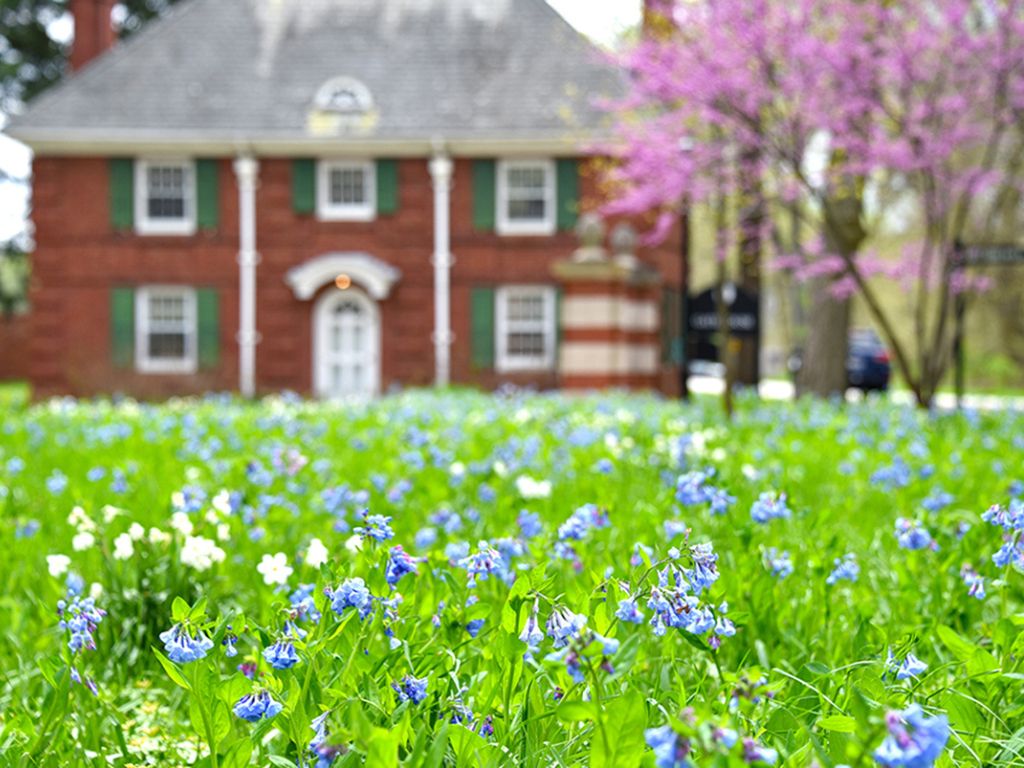 A two story brick house with a gray roof sits in the background near a flowering redbud tree. In the foreground are green grass and tiny purple bluebells.