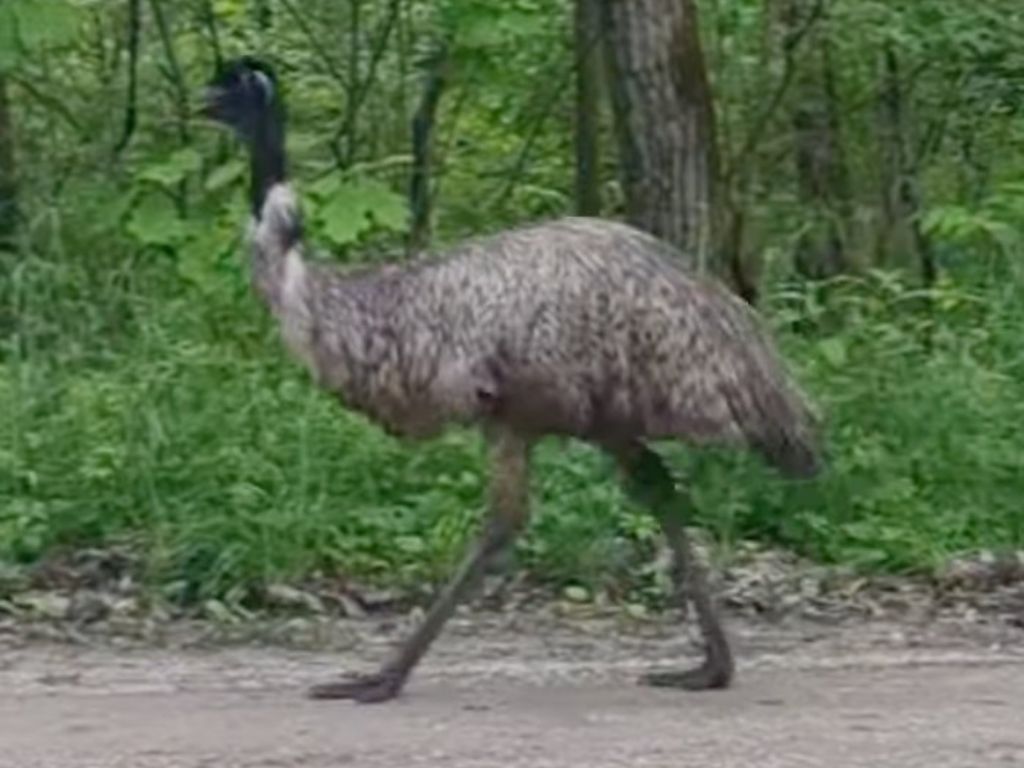 An emu walking down a road in front of a large green forested area.